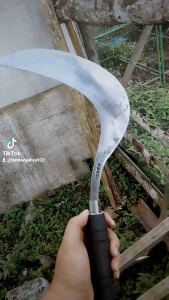 SABIT RUMPUT BUAT MENGARIT RUMPUT BUAT PAKAN SAPI DAN KAMBING