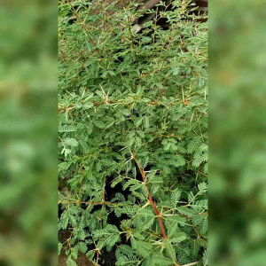 15 BIJI BENIH POHON ARABIKA | KLAMPIS HITAM ( BAHAN BONSAI )