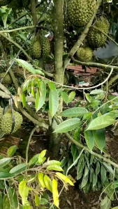 Bibit durian bawor tinggi 1 meter siap tanam