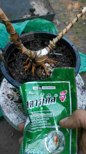 สตาร์​เกิล​จี​ กำจัดเพลี้ย แมลงนิดต่าง แบบซอง100​กรัม​ แบบกระปุก250 กรัม