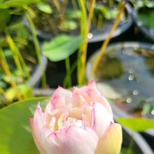 现挖种薇型碗莲《幻色惊台》Now dug up the seed Wei type bowl lotus "Phantom Color Shock"
