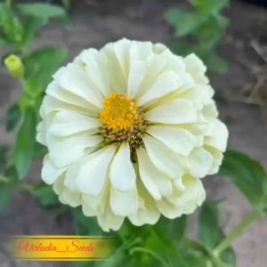 [Virladia Seeds] 15 Biji Benih Bunga Zinnia Polar Bear