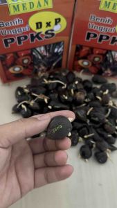 (TERLARIS) BENIH KECAMBAH sawit PPKS SMB/239 MEDAN Asli isi 250 butir BERSERTIFIKAT BELI 1 free serfikat