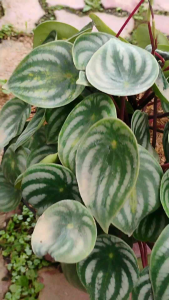 Peperomia Watermelon (Peperomia argyreia) -  - Pokok Peperomia Semangka - वॉटरमेलन पेपरोमिया Peperomia Watermelon – Cute Round Leaves Compact Indoor Plant Easy Care Non-Toxic Decorative Foliage LIVE PLANT