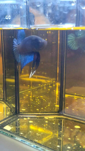 Betta Bangkok Fighter from Thailand Gigi Tajam