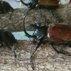 ด้วงห้าเขาสวยๆสตาปมาใหม่ๆ เพื่อการศึกษาวงจรมีจำนวนจำกัดแบบเป็นคู่ตัวพู่และตัวเมีย ของแทร่!