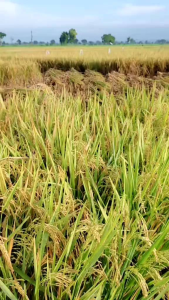 Terbaru Benih Padi Sedayu kemasan 5Kg Original Berkualitas