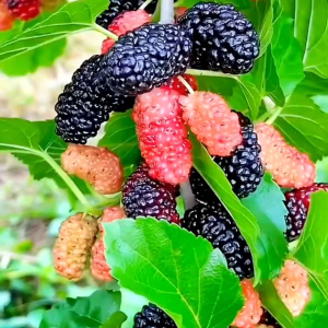 100 BUTIR BENIH TANAMAN MURBERRY IMPORT (KEMASAN ORIGINAL)