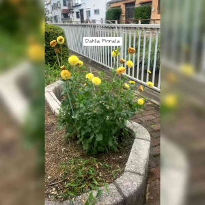 BENIH BUNGA DAHLIA PINATA (KEMASAN ORIGINAL)