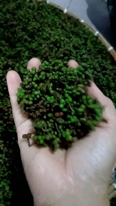 BISA COD 1KG ANDALIMAN SEGAR KHAS MEDAN