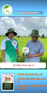 SUMO TRUM - Giải pháp công nghệ vi sinh tiên tiến giải quyết triệt để xử lý lúa cơi lúa ma lúa 2 tầng... hiệu quả đạt hơn 80%