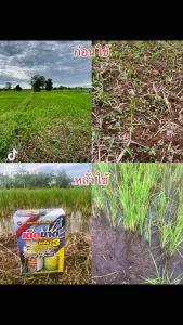 นาข้าวเด็ดขาด กำจัดวัชพืช 1ชุดผสมน้ำดินามัน 200ลิตรฉีดได้ 3-4ไร่