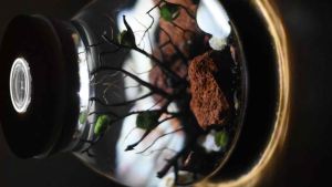 READY MADE MEDIUM THEMED Volcanic shrimp marimo moss aquarium (inc Car Delivery)