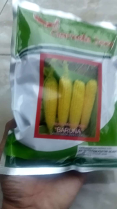 Benih Jagung Unggul BARUNA .250 grm: Solusi Pertanian