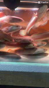 LIVE FISH | Channa Limbata 3-4 inch 彩虹雷龙 1pcs