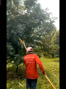 🫒🥑FLORIGA100g.🔥1ซอง95.-🔥โปรพิเศษ7วัน🔥ผงดำ100กรัมอาหารเสริมพืชฉีดพ่นทางใบปลอดภัยไร้สารเคมี ลดต้นทุนการใช้ปุ๋ยเคมีลดต้นทุนเพิ่มผลผลิตใช้ดีกว่านาโน 10 เท่าสารอาหารมากกว่า