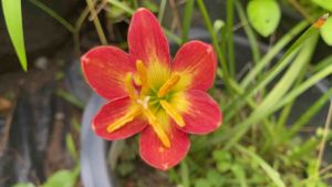 Y.หัวดอกบัว Ma219 หัวละ 30 บาท