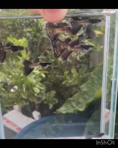 Guppy Black Matel Lace (Pair)