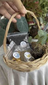 บัวบกโขด Erecta 《 ราคา1 หัว 》 คัดหัวสุขภาพดีให้ค่ะพร้อมคู่มือการเลี้ยง