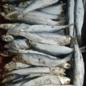ikan asin japu seroh harga kemasan 1 kg rasa enak daging gurih frees langsung dari laut tidak terlalu asin campur jumbo n sedang daging tebal n kering bukan basah ya