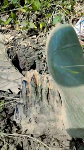 kayu rentek 1kg paludariun aquascape