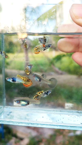 Galaxy Yellow Sunset Guppy 1 Pair