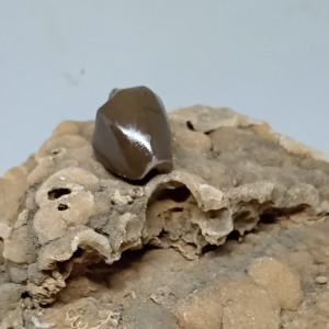 Batu K10ng Buntat Natural Alam Super: Desain Unik & Tahan Lama
