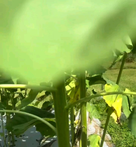 BIJI/BENIH BUNGA MATAHARI JUMBO/HELIANTHUS ANNUUS