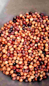 biji cipir - buah kecipir - biji kacang botor - benih kecipir