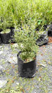 Kayu Putih - Bibit Tanaman Kayu Putih - Tanaman Herbal Kayu Putih