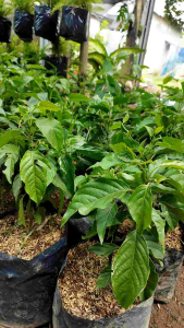 Bibit Tanaman Kenanga / Tanaman Kenanga Bunga Harum