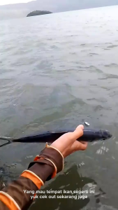 KOJA - KERUMBU - BRANJANG TEMPAT IKAN PANJANG 60 CM ((PTTY#6))