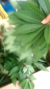 ใบมันสำปะหลังสด ชุด 1 กิโลกรัม สัตว์เลี้ยง