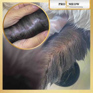 ครีมขจัด คราบฝังลึก คราบเหลือง เชื้อรา สำหรับสัตว์เลี้ยง พร้อมบำรุง 150-1800 g