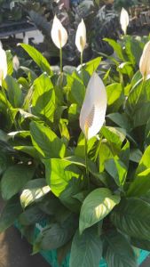 กระถางสวยเลี้ยงน้ำ ตั้งปุ๊ปสวยปั๊ป #ไม่ต้องห่วงรดน้ำ  #เดหลี #ใบมัน (Spathiphyllum sp.)  ชื่ออื่น: #เจ็ดทิวา #เดหลีดอกขา #เดหลีใบเล็ก #หน้าวัวไทย    #เดหลีใบมันดอกสีขาว ใบมันเงาสวยงาม เดหลีเป็นไม้ประดับที่โดดเด่นมาก ใบเขียวเข้ม ดอกขาวสะอาดตา เหมาะกับแต่งบ