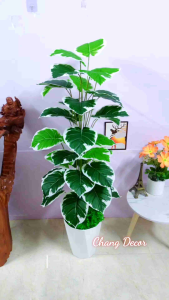 Cây giả trang trí chậu cây trầu bà xanh viền trắng cao 1m4 phù hợp decor trang trí nhà cửa văn phòng nhà hàng quán cafe