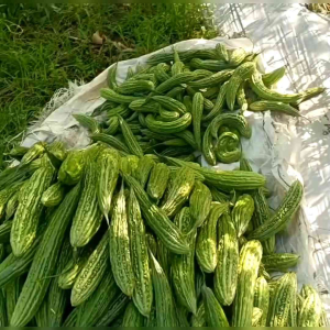 Banana Twine 2PLY TRELLIS | Pambalag / string / TALI Farm Bukid Farming Farmers Good Balag for Sitaw Bataw Ampalaya Patani Upo