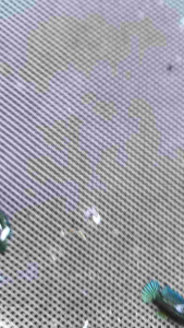 มหาชัย ไซส์ ฟอร์ม เพศผู้ 1 ตัว