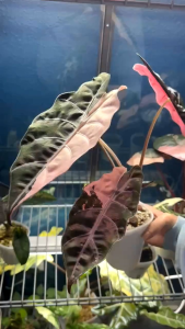 Alocasia Chantrieriด่างชมพู ไม้แรร์ไอเทม น่าสะสม ส่งแบบไข่เพาะชำส่งชำในถ้วยอบอย่างดี