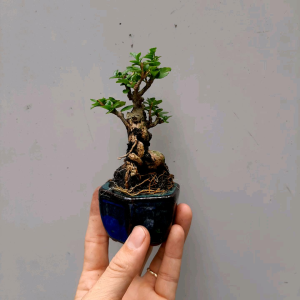 Cây sam hương indo siêu mini kèm chậu Bát Tràng