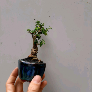 Cây sam hương siêu mini thuần chậu Bát Tràng