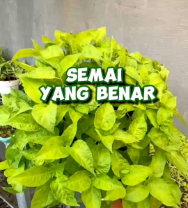 (KEMASAN PREMIUM) BIJI/BENIH TANAMAN CABE TANDUK HIJAU BESAR (isi -+500 butir)