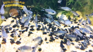Corydora hastatus | Live animal | wild