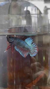 หม้อหน้าเขียวแท้ โครตคม โครตเขี้ยว ตรงปกทุกตัว