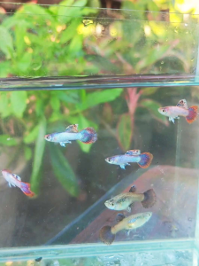 Pink Magenta Guppy 1 Pair Ready Breed