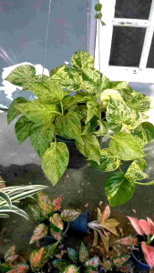 พลูด่าง ราชินีหินอ่อน พลูด่างสีเขียว พลูราชินีแสงจันทร์ พุ่มใหญ่ รากแน่นกระถาง 6 นิ้ว