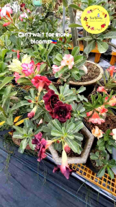 Grafted Adenium Mother Plant