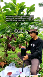 Alat Pembungkus Buah: Pemilihan & Penggunaan