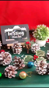 Mengenal SAF Bunga Pinus Putih Salju Kering & Dekorasi Rustic Natal