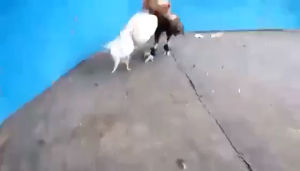 เจ้าขาวมงคล ก๋อยกัดทุบหลัง ไข่ไก่ชน รับประกันเชื้อ ร้านจัดส่งไว